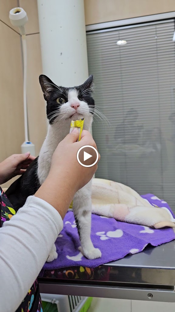 Clinica Veterinaria Anavets — Videos