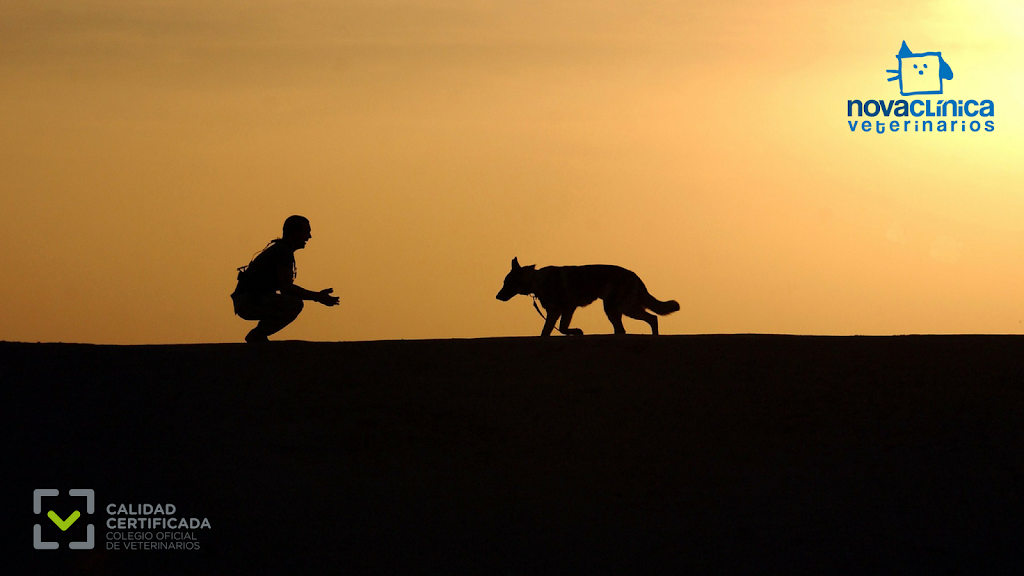 Veterinario en Boadilla del Monte | Nova Clinica Veterinarios