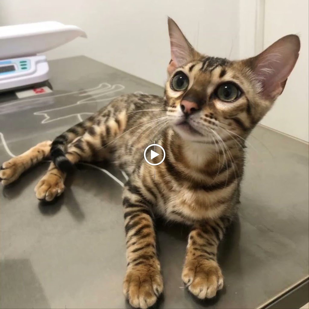 Quetzal Clinica Veterinaria — Videos
