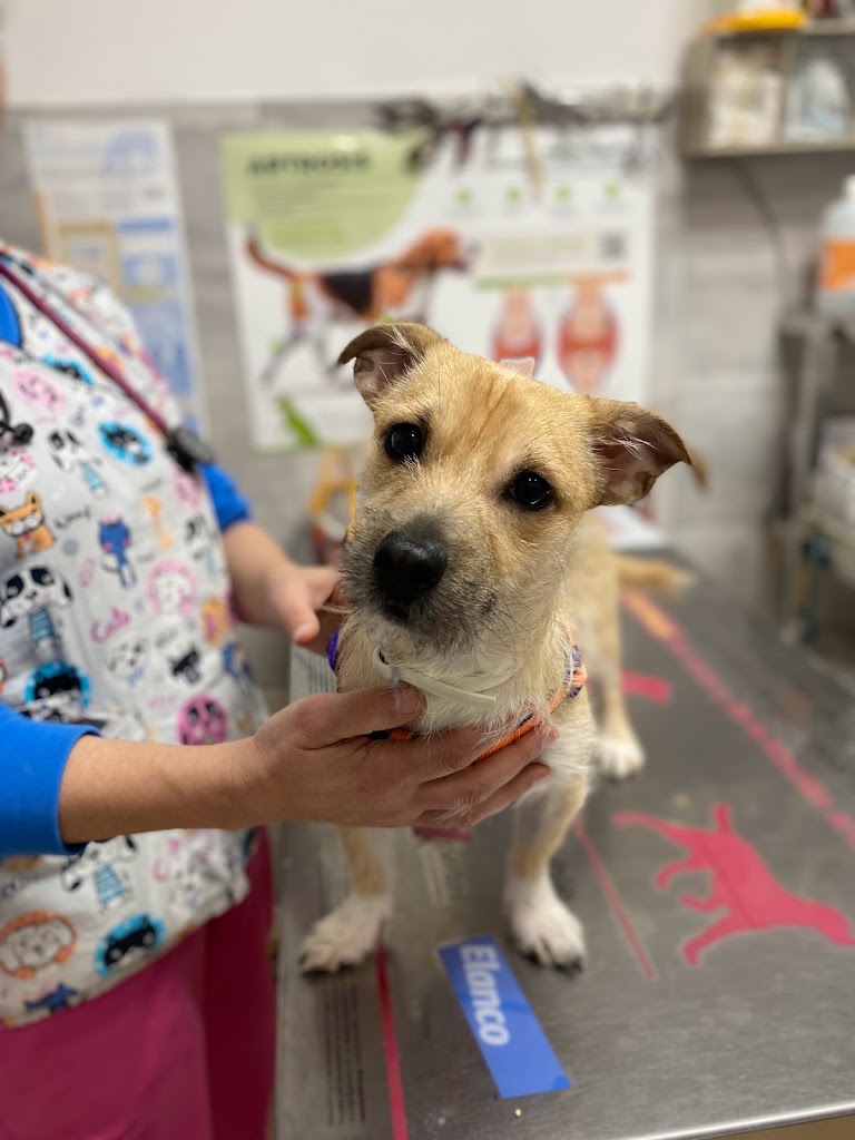 Clinica Veterinaria Fauno — Perro