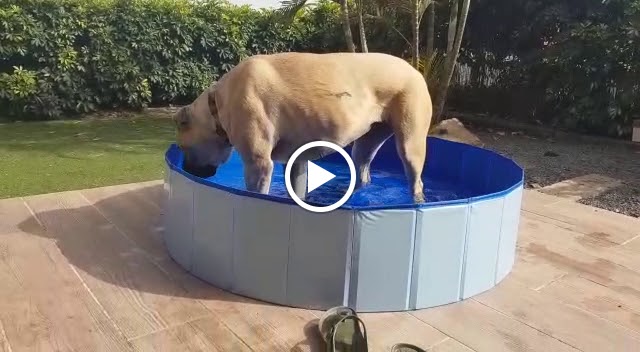 Clinica Veterinaria Felican Tafira — Videos