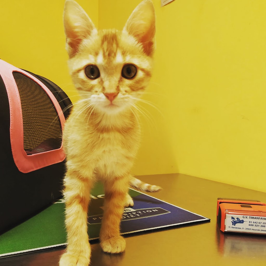 CLINICA VETERINARIA TIMANFAYA 2. Grunvet Servicios Veterinarios SLP — Gato
