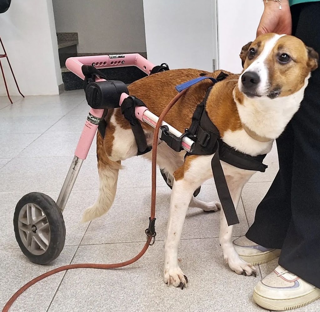 Ca La Veterinaria Navas — Perro