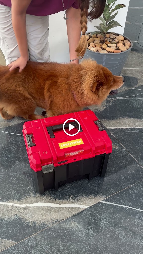 Vet to Home — Del propietario