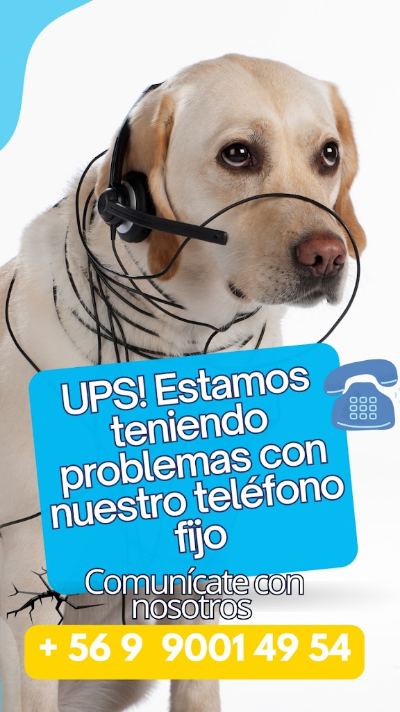 Perro