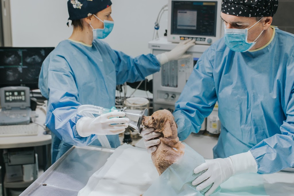 Urgencias 24H. Veterinaria Gros. Clinica el jardin.