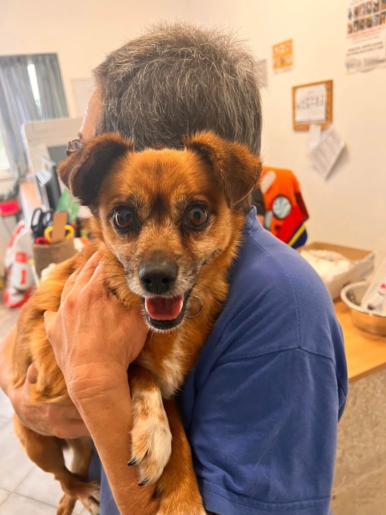 Veterinário Municipal e Centro de Bem Estar Animal (Vacinação e Microchip) em Albufeira