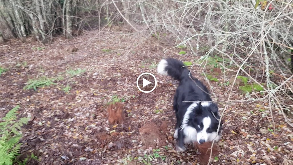 A Estacion Centro Veterinario — Videos