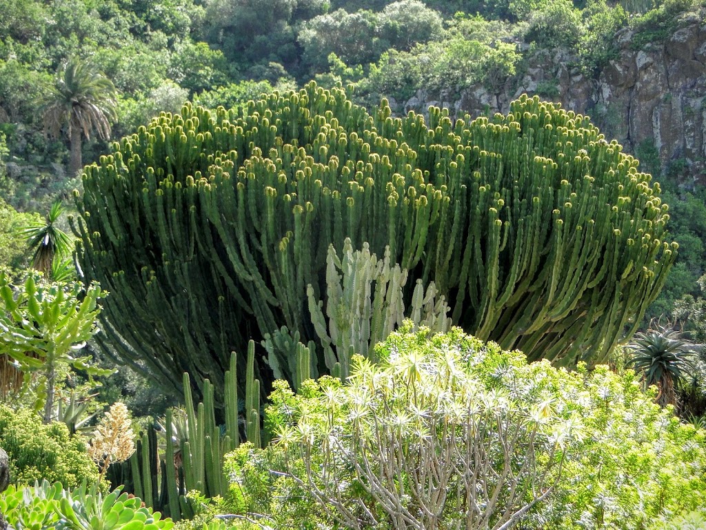 Jardin Botanico Viera y Clavijo