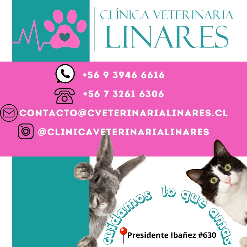 Clinica Veterinaria Linares — Gato
