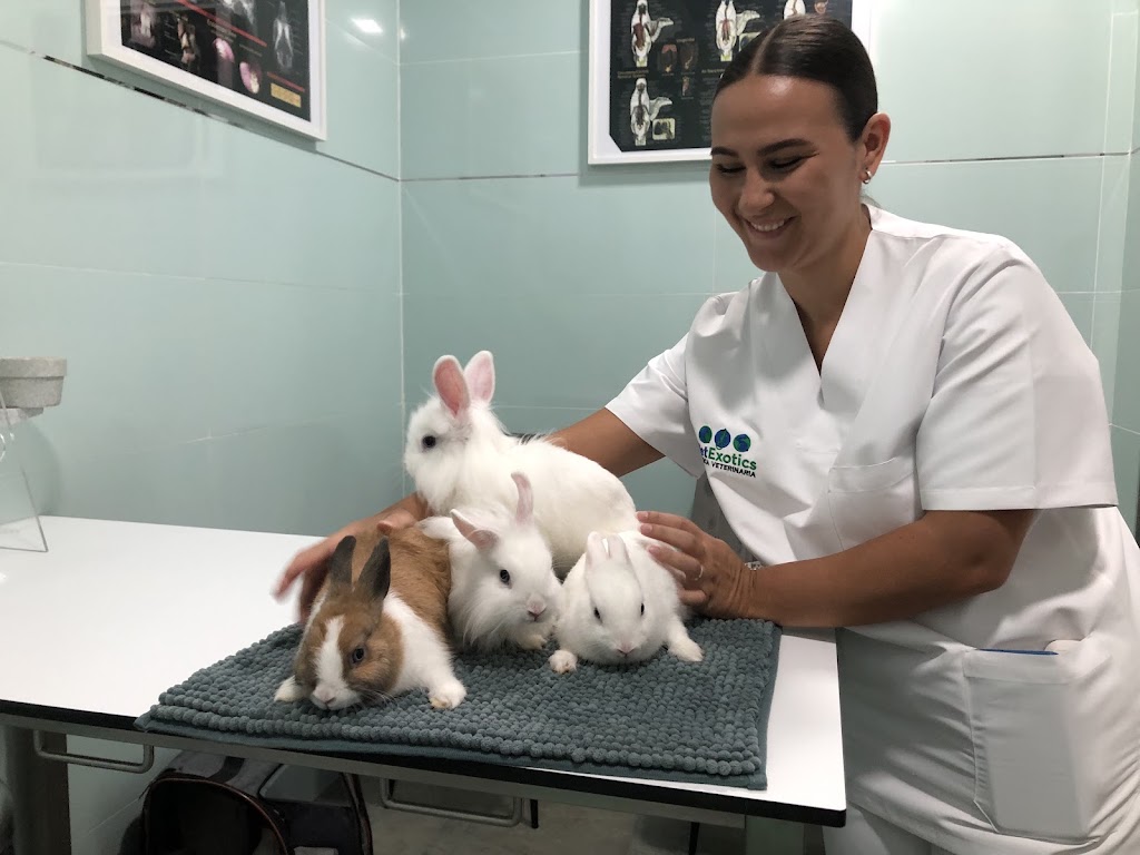 Clinica Veterinaria VetExotics — Conejo
