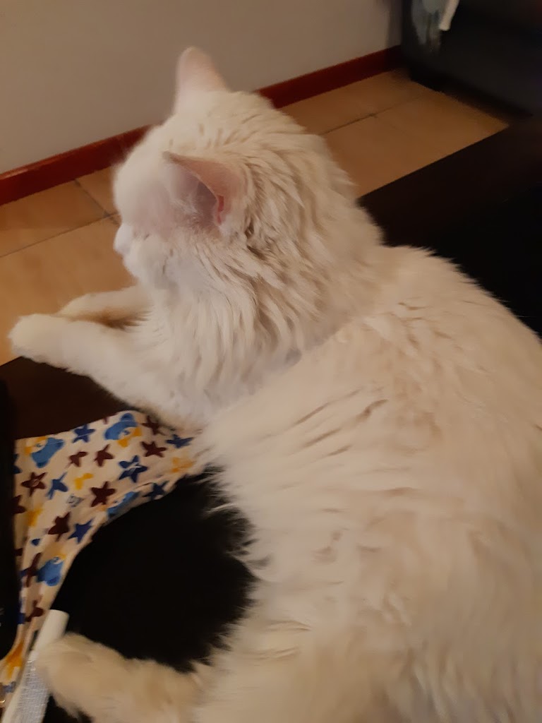 Gato