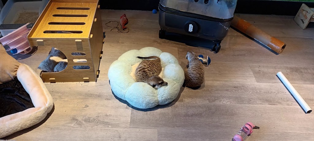 萌獴學園複合式餐飲 的照片