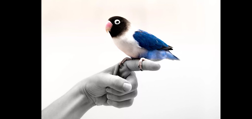 MundoAnimal Veterinaria — Del propietario