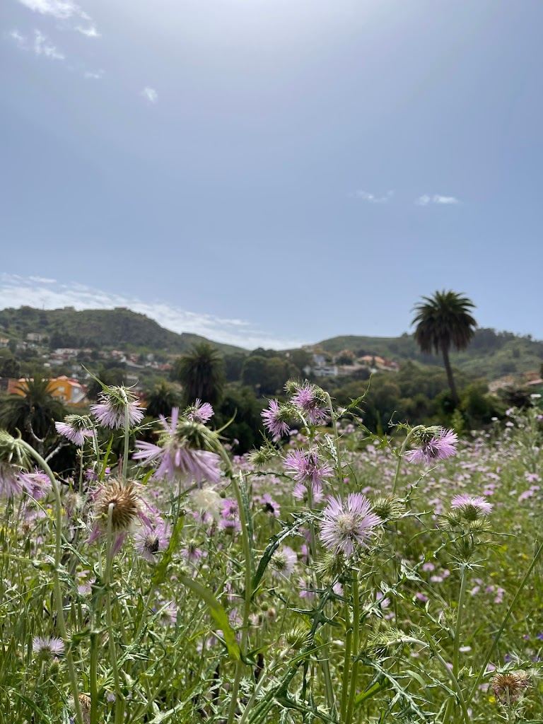 Parking Mercado Santa Brigida
