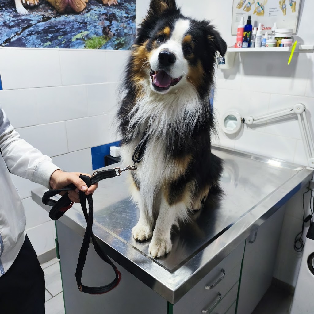 Veterinario Valencia Exoticos - Vivaria Clinica Veterinaria — Perro