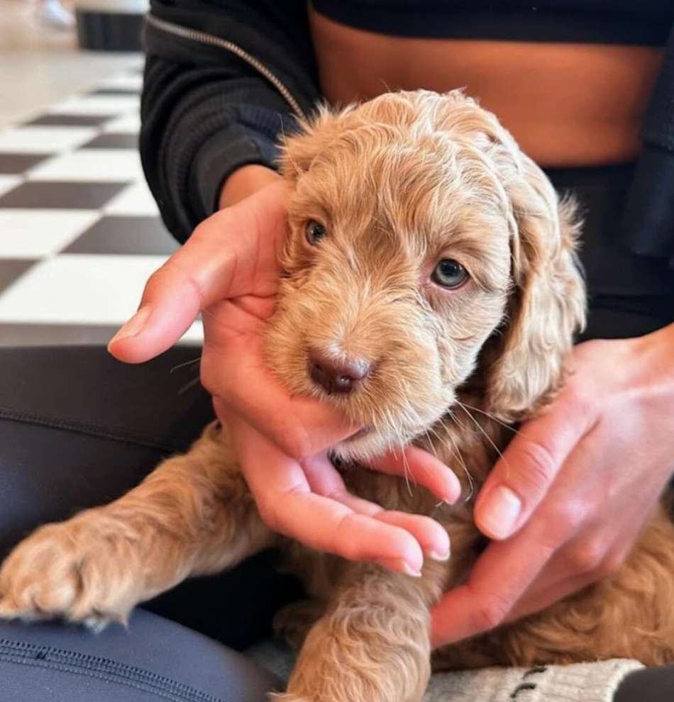  Puppy Sphere | Puppy Yoga (Miami)