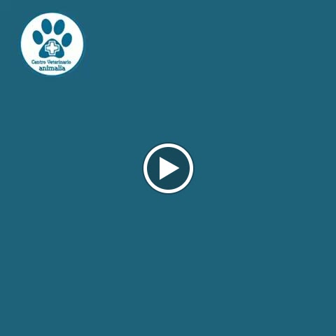 Centro Veterinario Animalia - Urgencias Chiclana — Videos