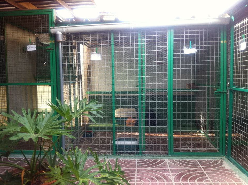 Telemascota Playa del Ingles