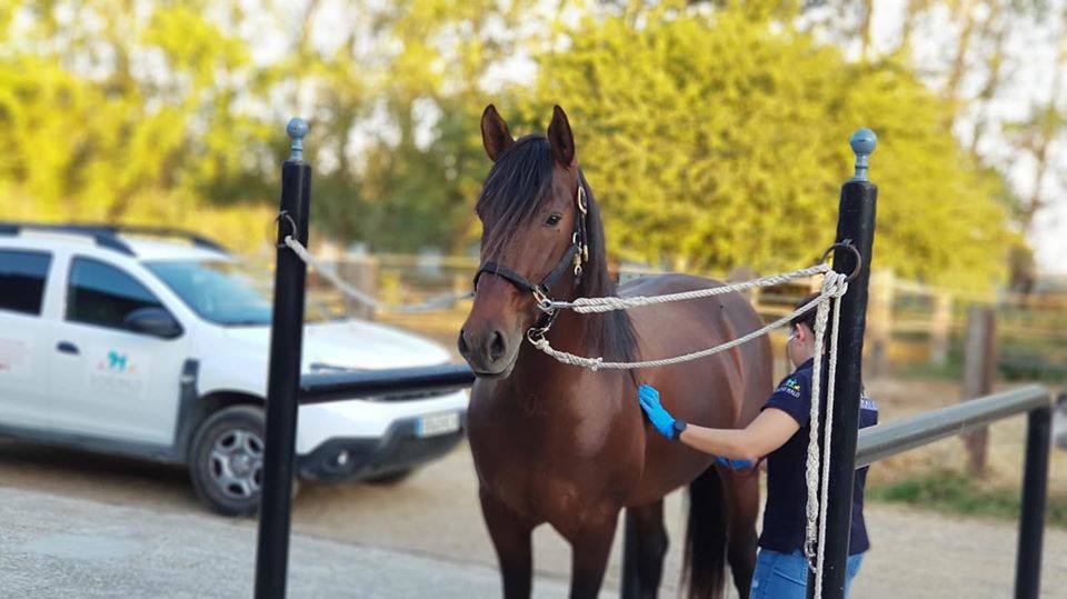 BICHO MALO - Centro Veterinario - — Caballo