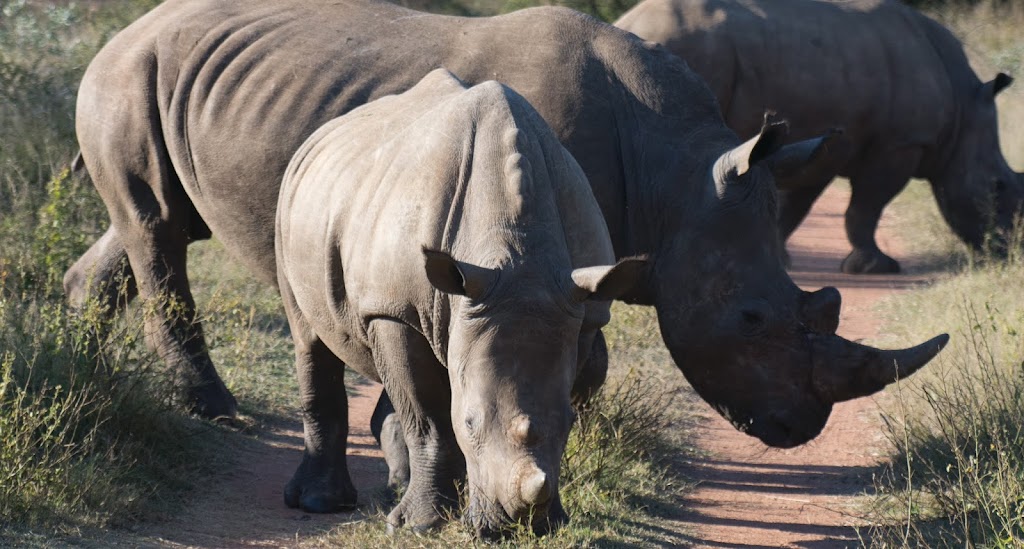 Wildlife Protection Solutions