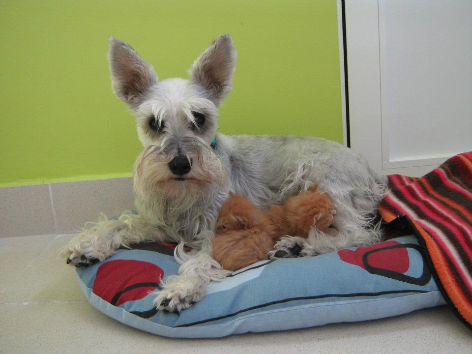 Clinica Veterinaria Quercus — Perro