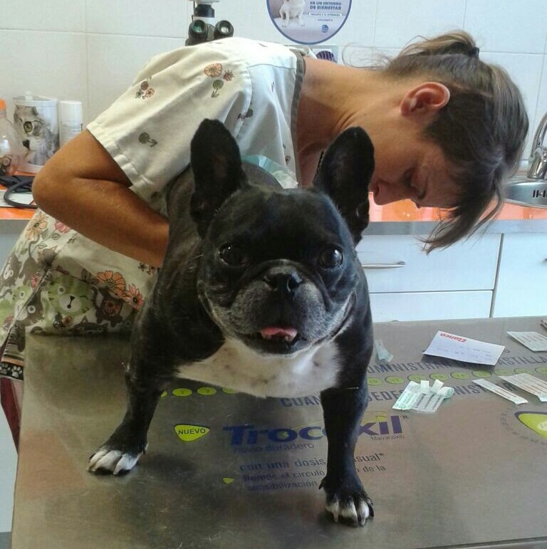 Clinica Veterinaria La Graveta — Perro