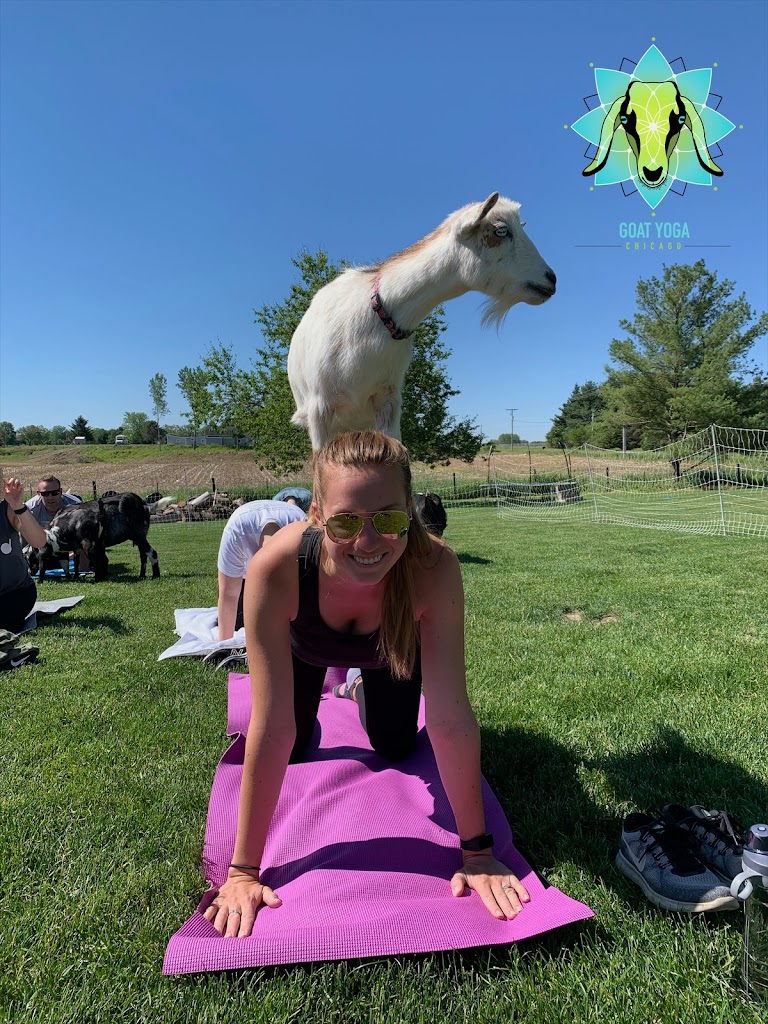  Goat Yoga Chicago - Elgin, Illinois
