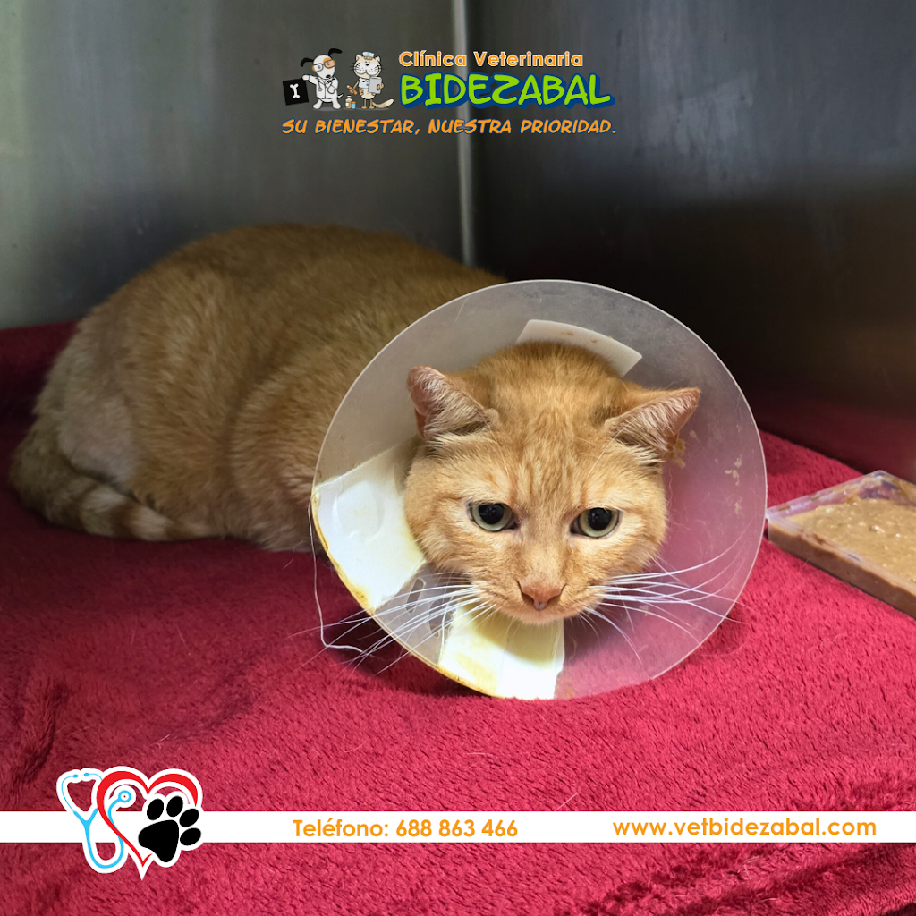 Clinica Veterinaria Bidezabal — Gato