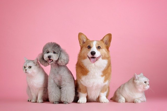 Pet boarding service in Millcreek
