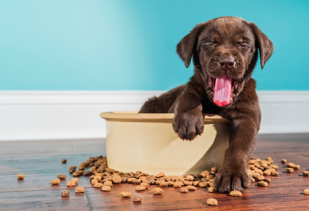 Dog trainer in West-Valley-City