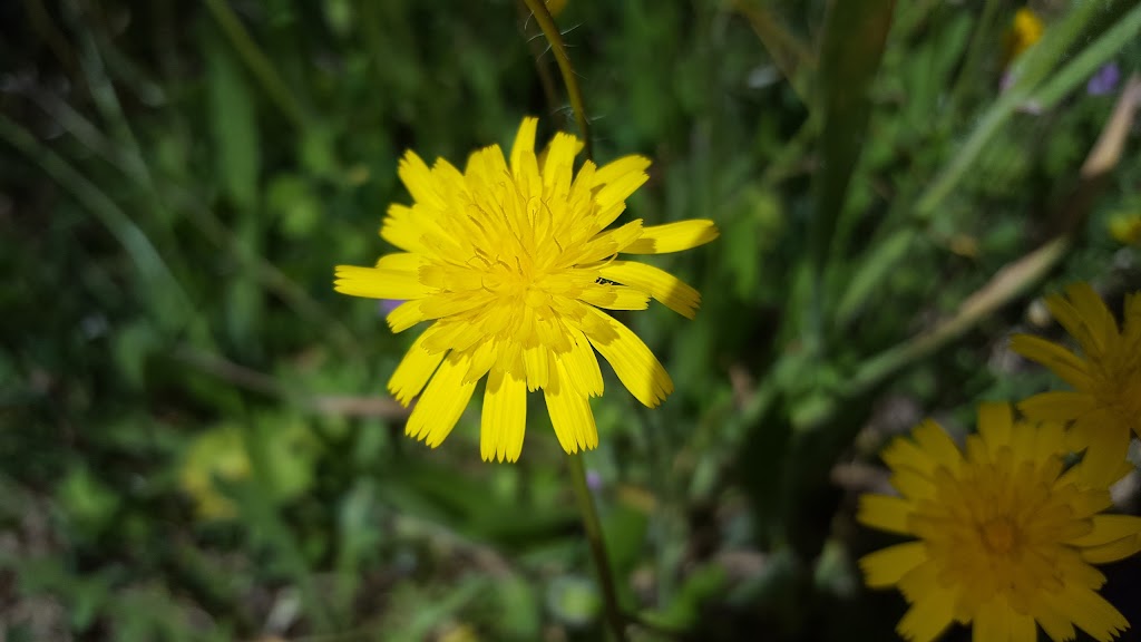 Tir amb Arc Sant Celoni
