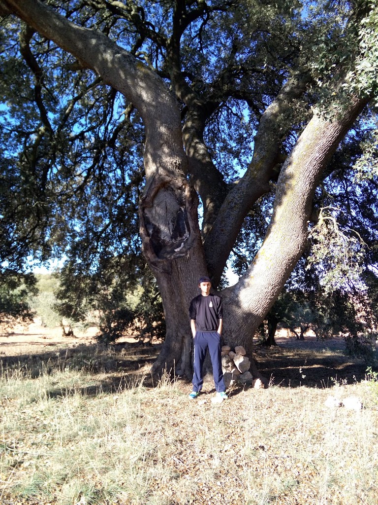 Carrasca del Tio Salomon