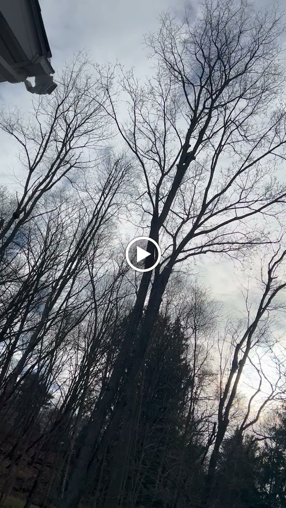 Videos