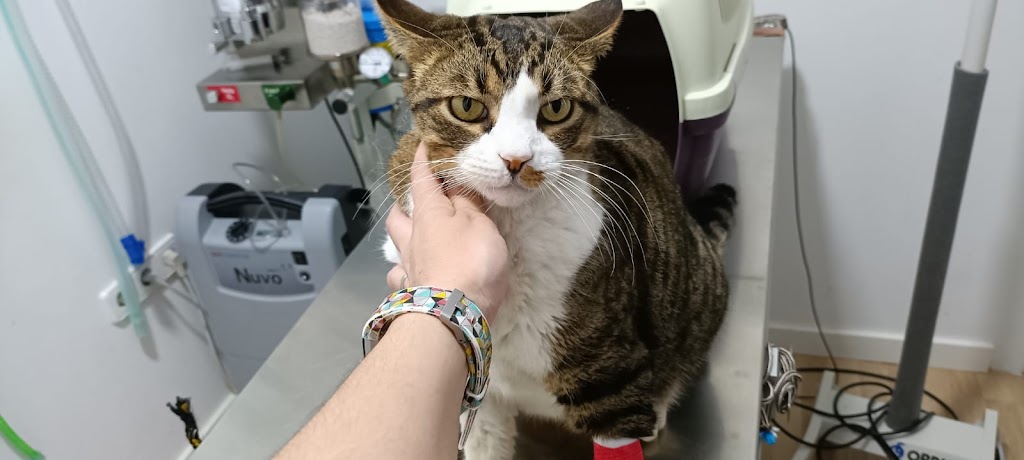 Gato