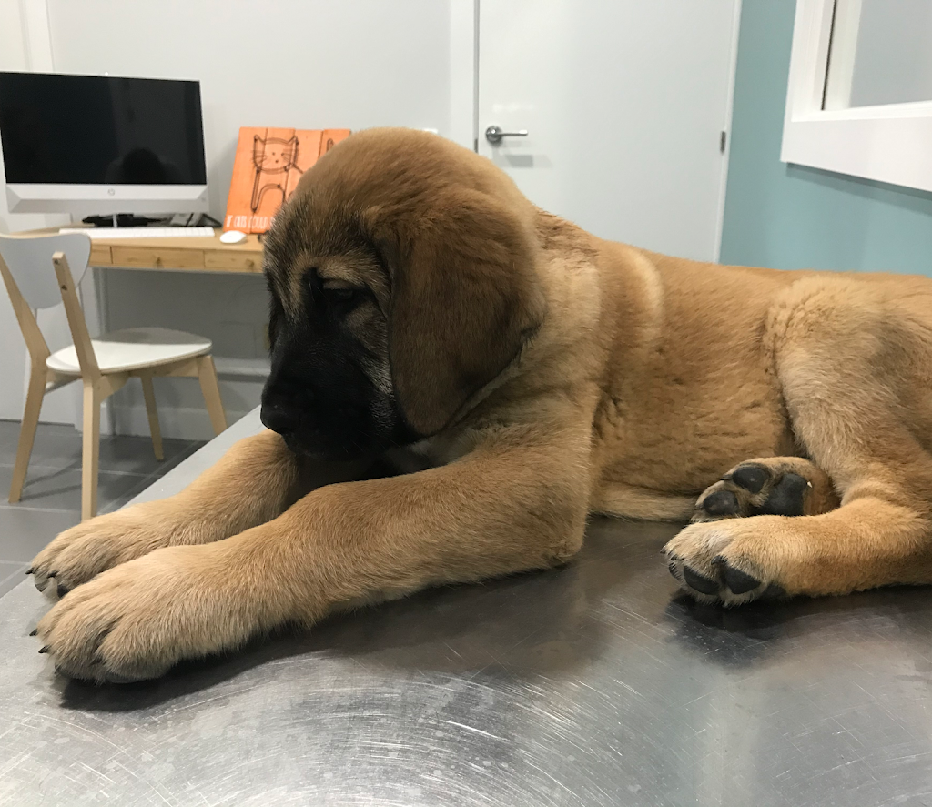 Clinica Veterinaria El Tejar — Del propietario