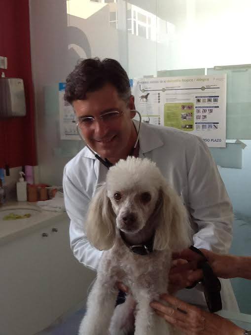 VetClinics Benissa — Del propietario