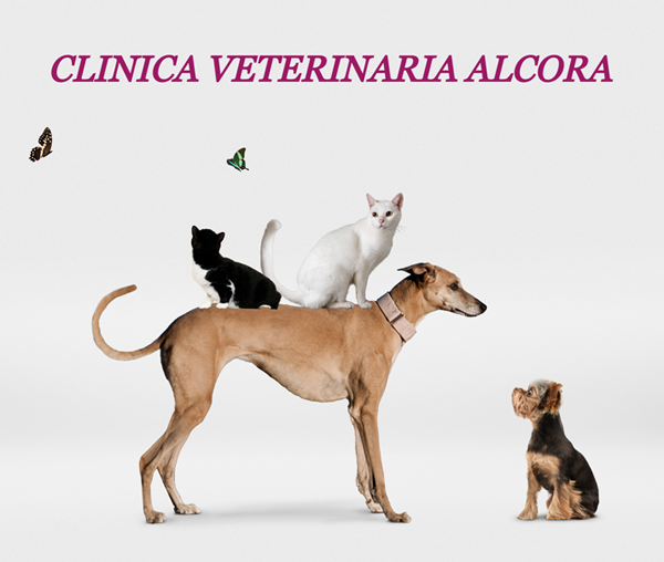 Clinica Veterinaria Alcora