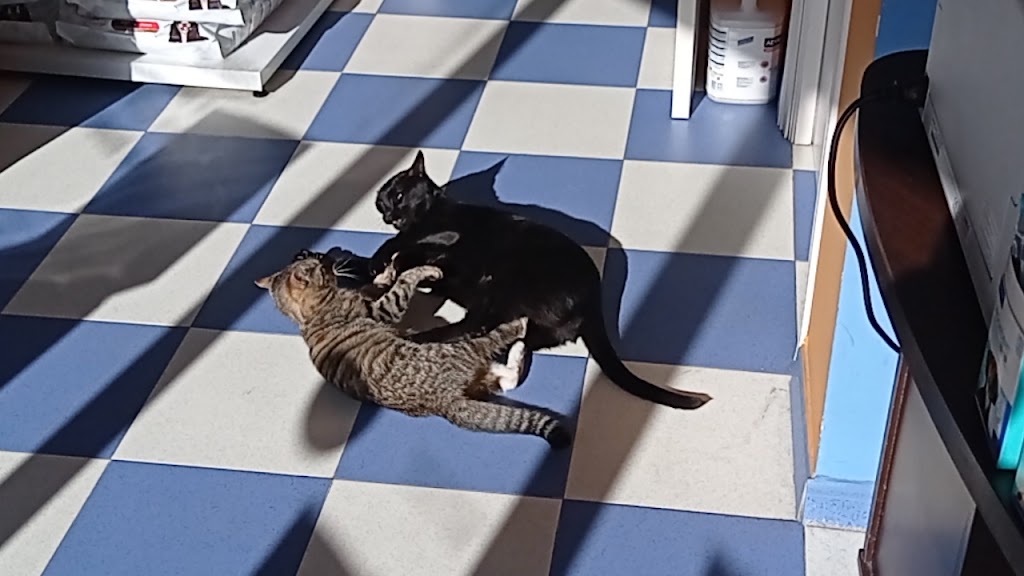 Clinica Veterinaria Talavera — Del propietario