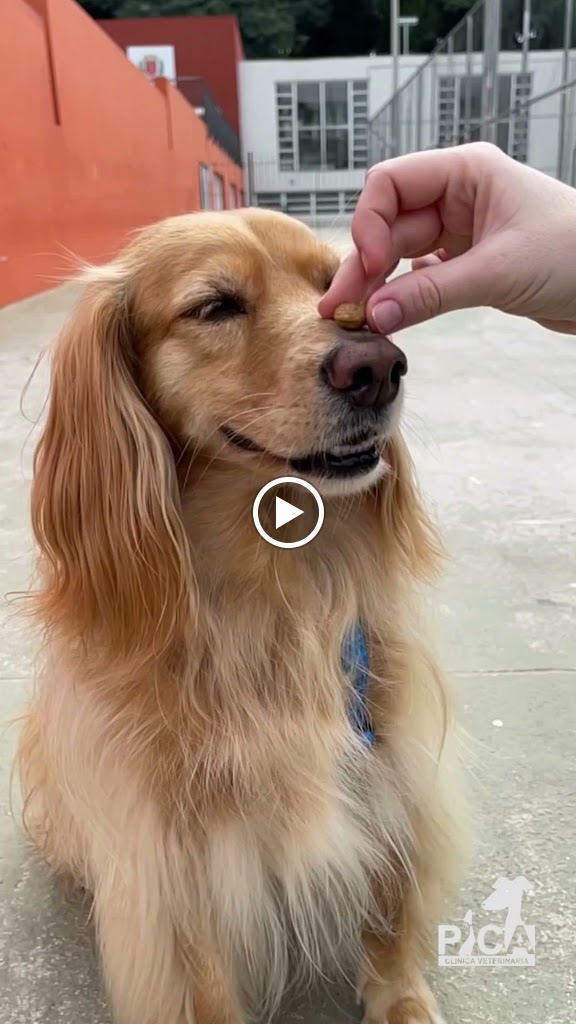 Clinica Veterinaria PICA — Videos