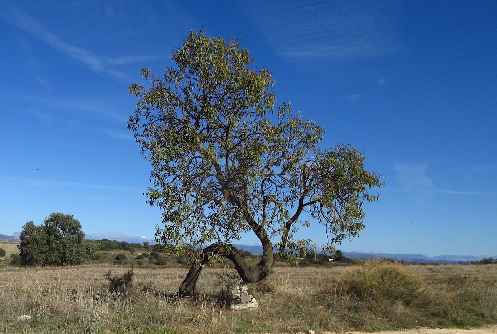 El almendro retorcido