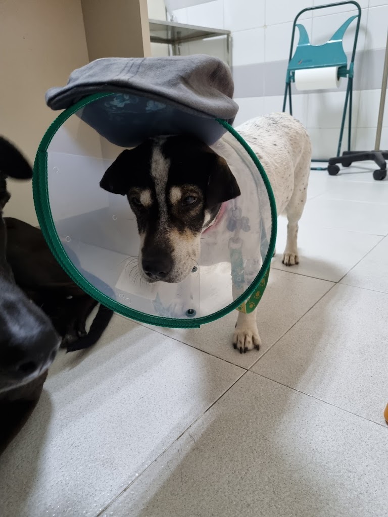 Perro