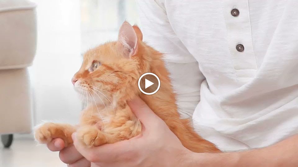 Centro Veterinario La Guia — Videos