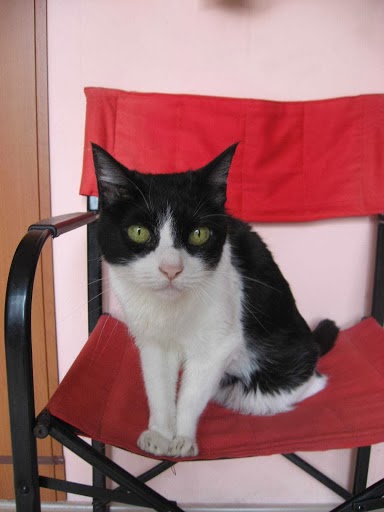 Centro Veterinario Zaragoza — Gato