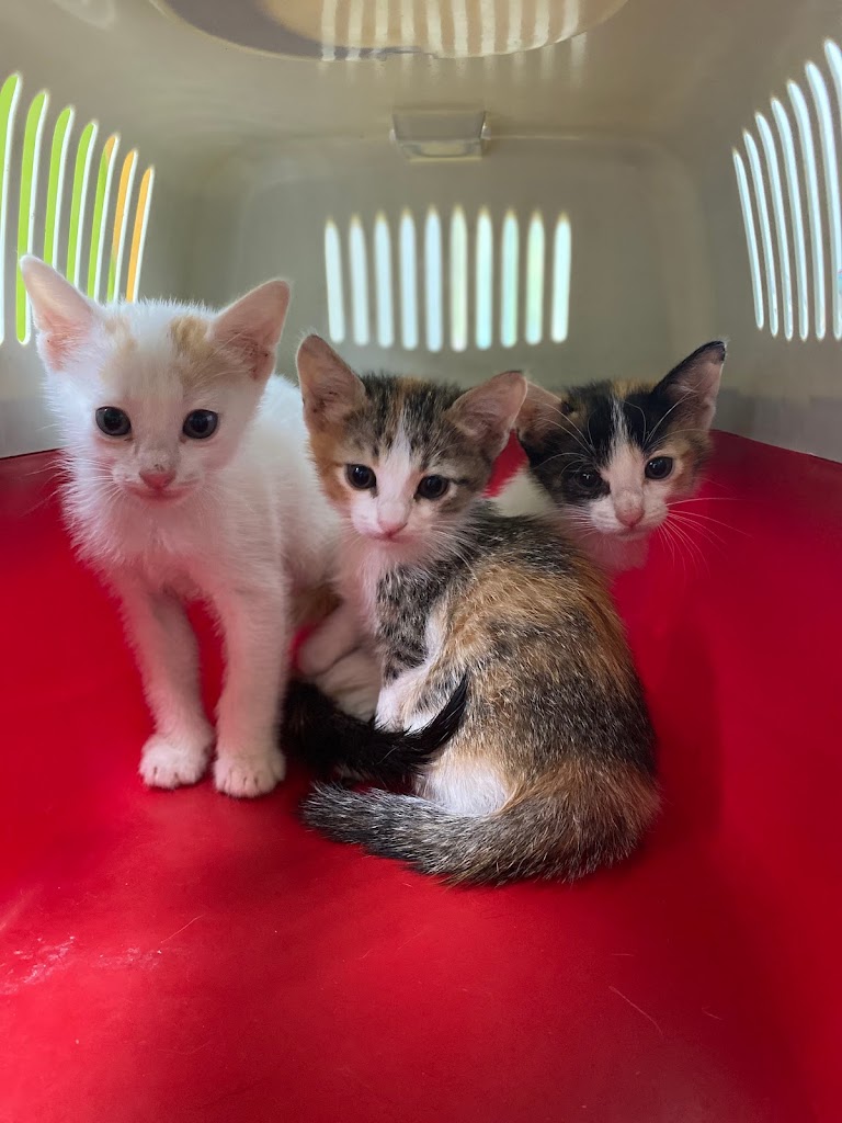 Clinica Veterinaria VETERCAN — Gato
