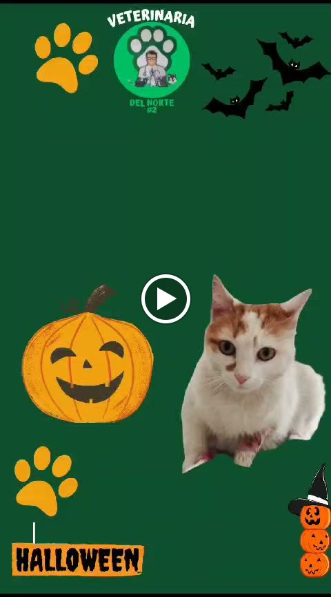 Gato