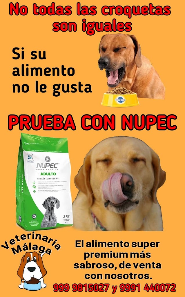VETERINARIA MALAGA — Perro