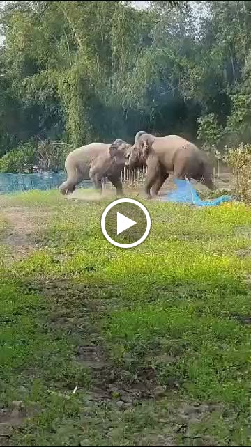 Videos