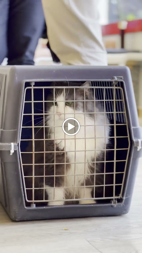 Clinica Veterinaria Vetsur — Videos