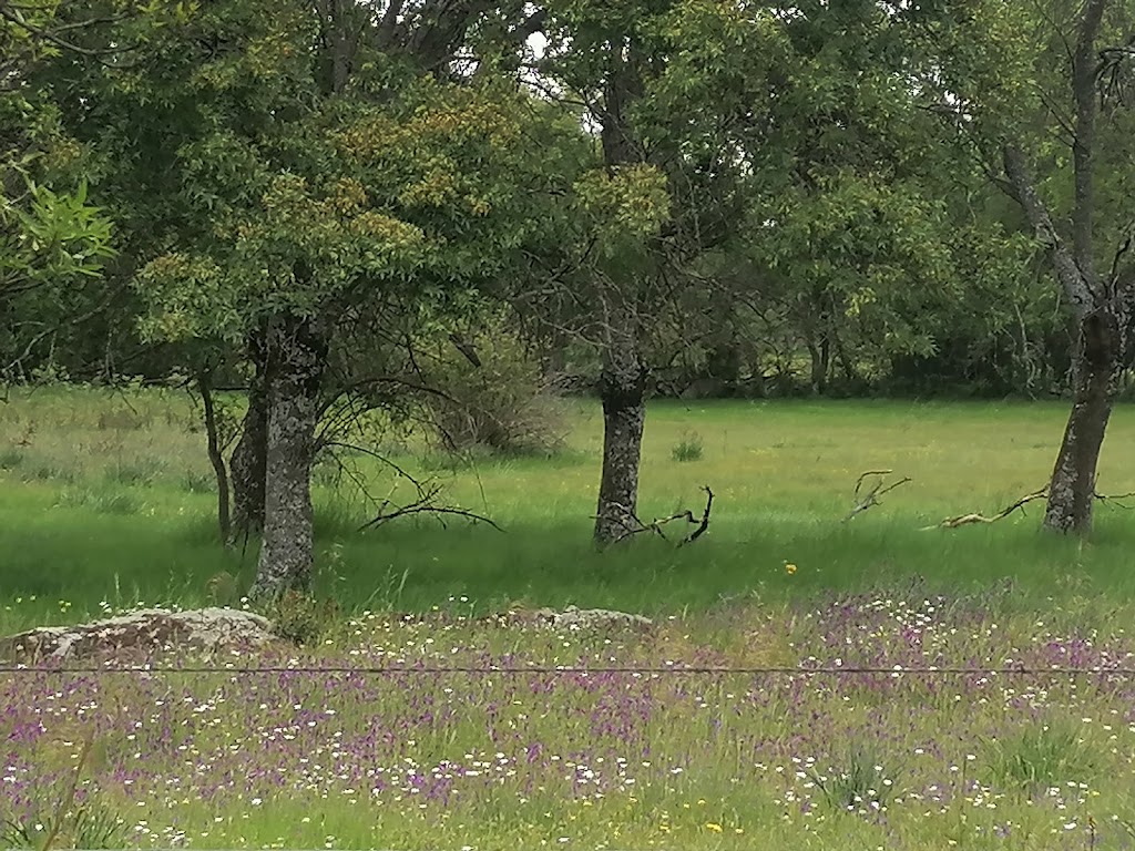 Camino de Sotosalbos